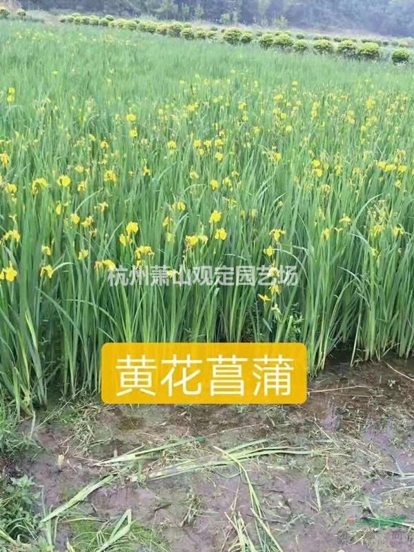 水生植物水生美人蕉、黄花菖蒲、黑三菱