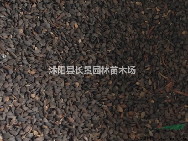 梨樹種子哪里有賣？