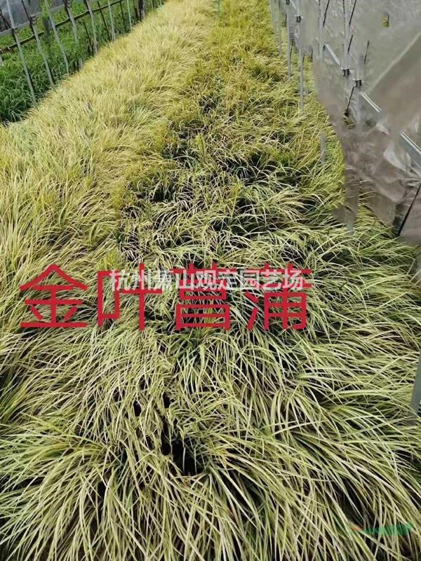 地被类金叶菖蒲、朱顶红、金银花