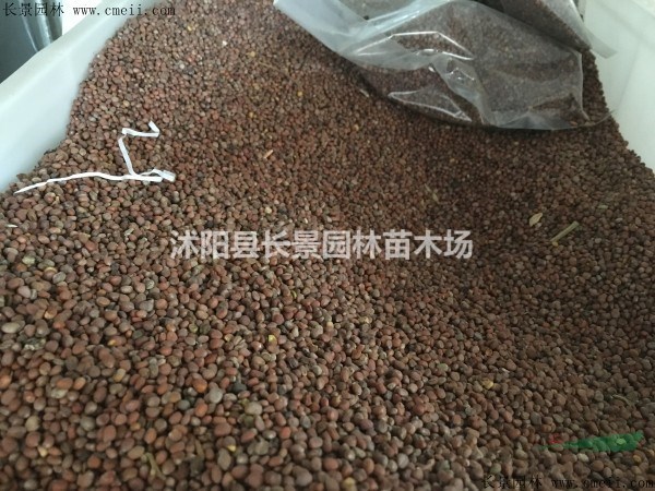 萊菔子種子產(chǎn)地在哪里