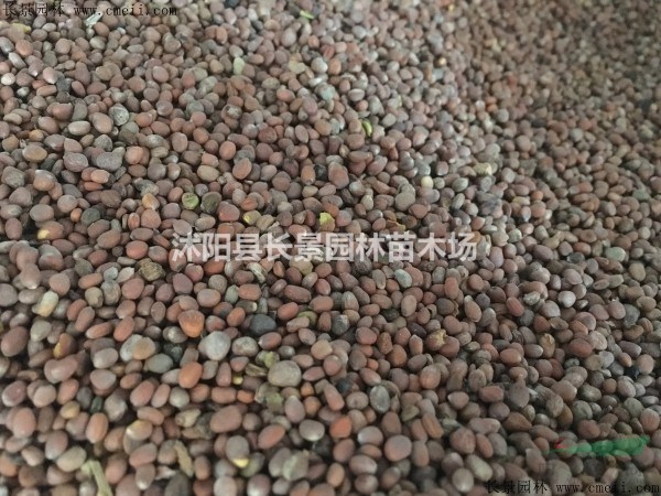 萊菔子種子產(chǎn)地在哪里