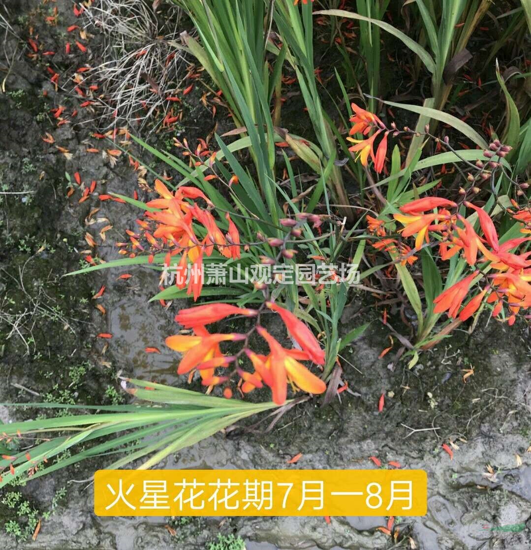 地被类紫花地丁、三色瑾、火星花