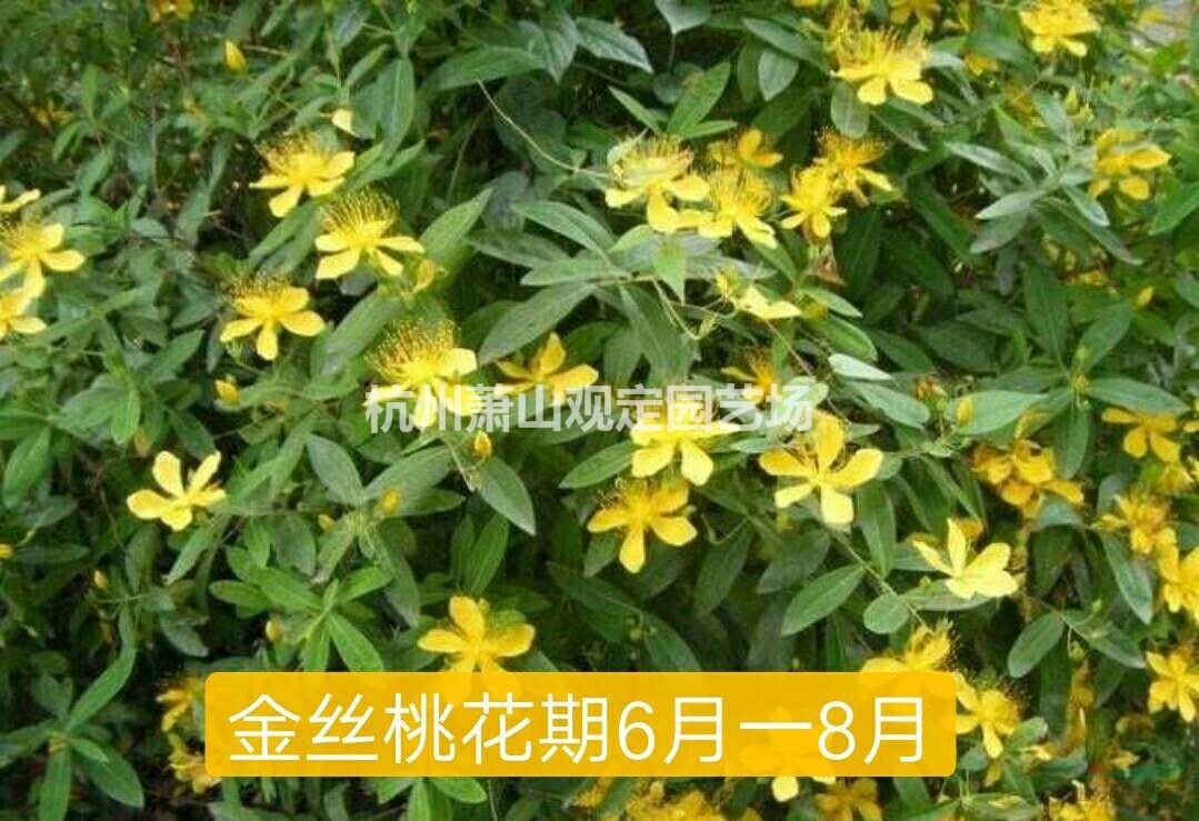 色块苗八仙花、金丝桃、红王子锦带
