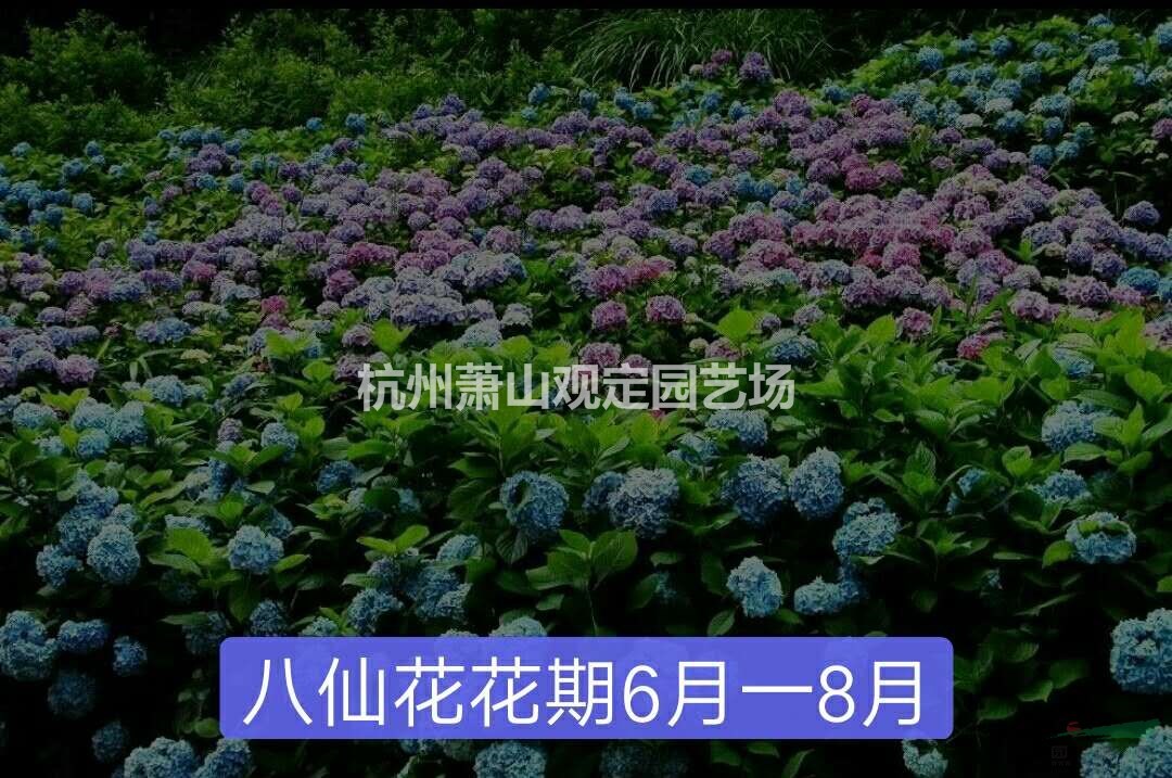 色块苗八仙花、金丝桃、红王子锦带