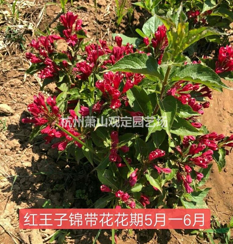 色块苗八仙花、金丝桃、红王子锦带