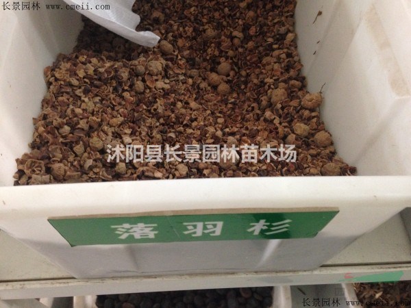 老人葵種子