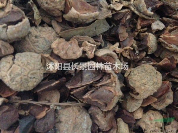老人葵種子