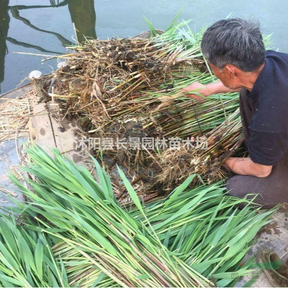 蘆葦哪里有賣？多少錢一斤？