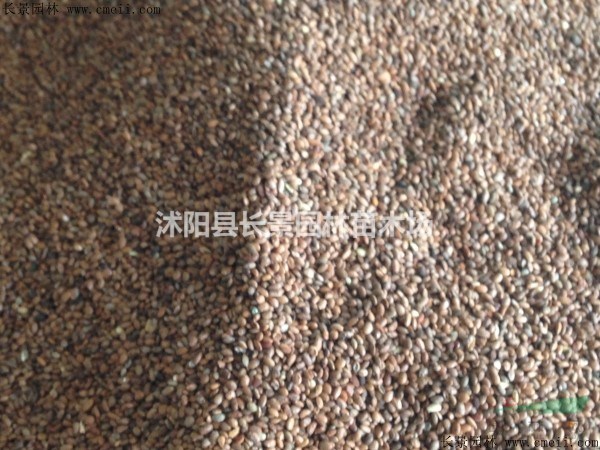 獼猴桃種子哪里有賣?
