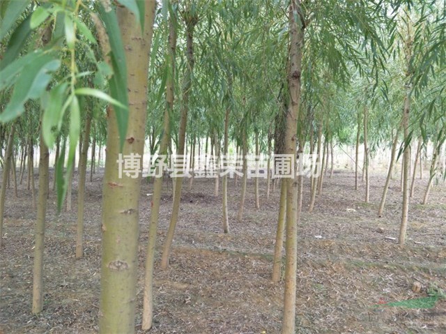 4公分金絲柳5公分金絲柳供應(yīng)點(diǎn)-河北