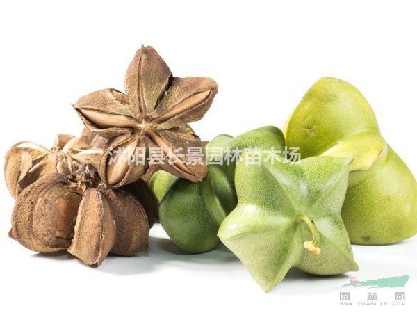 印加果種子