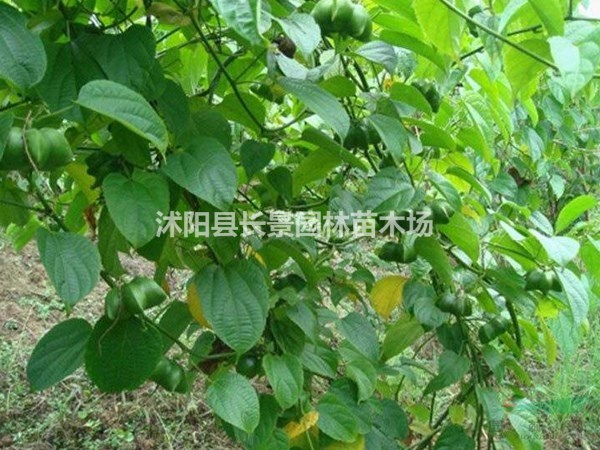 印加果種子