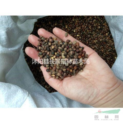 紫薇種子哪里有賣的？