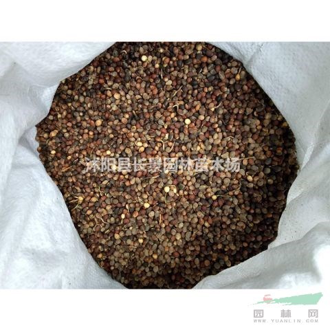 紫薇種子哪里有賣的？