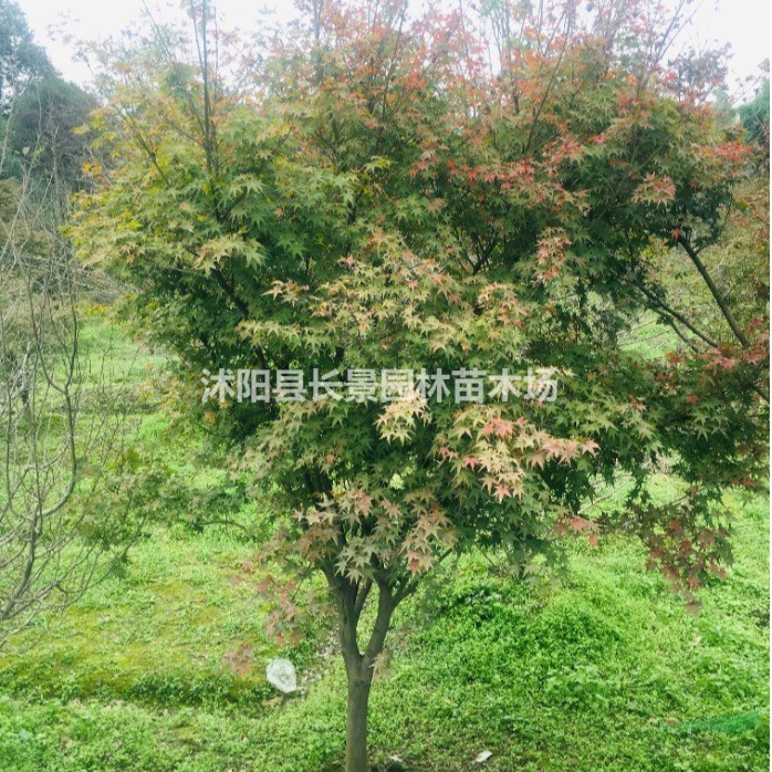 雞爪槭種子哪里有賣？多少錢一斤？