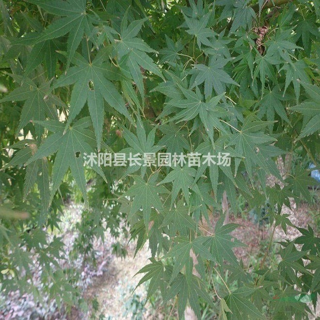 雞爪槭種子哪里有賣？多少錢一斤？