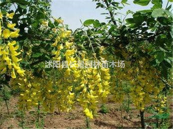 金鏈樹種子哪里有賣？