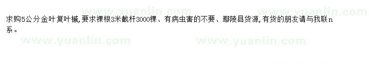 求購求購5公分金葉復葉槭