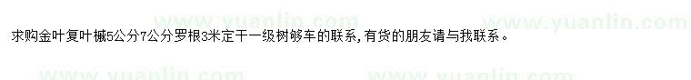 求購求購金葉復(fù)葉槭5公分7公分