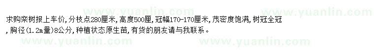 求購求購欒樹胸徑8公分