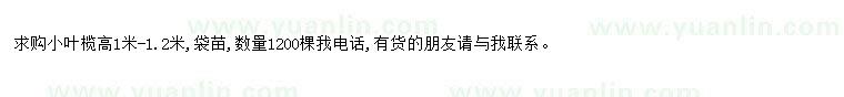 求購求購小葉欖高1-1.2米