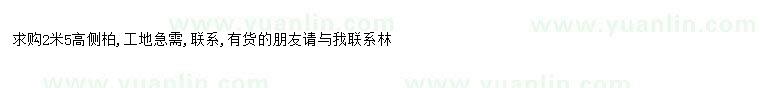 求購求購2米5高側柏