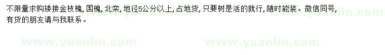 求購不限量矮接金枝槐