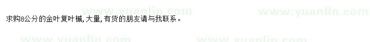 求購求購8公分金葉復葉槭