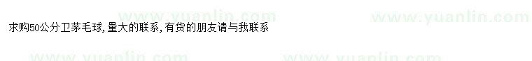 求購求購50公分衛(wèi)茅毛球