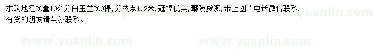求購10公分白玉蘭