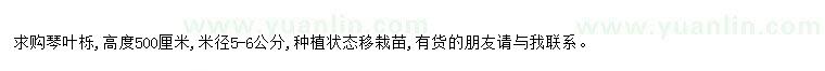 求購求購琴葉櫟米徑5-6公分