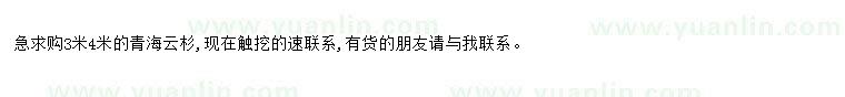 求購求購3米4米青海云杉