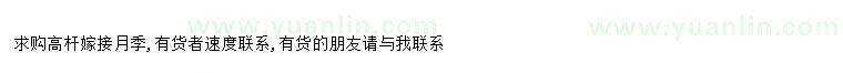 求購(gòu)求購(gòu)高桿嫁接月季