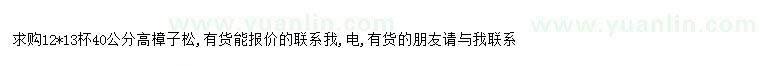 求購求購40公分高樟子松