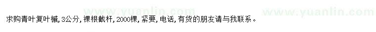 求購求購青葉復(fù)葉槭3公分