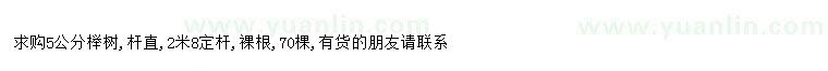 求購求購5公分櫸樹