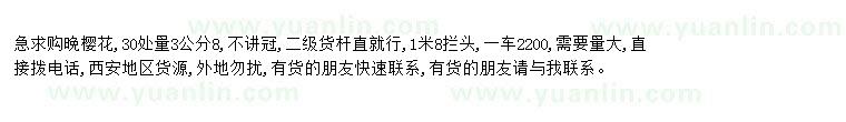 求購求購晚櫻花3公分8