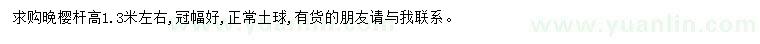 求購高1.3米左右晚櫻