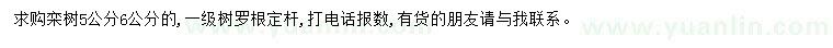 求購5、6公分欒樹