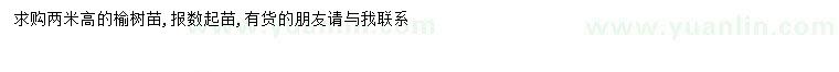 求購高2米榆樹苗