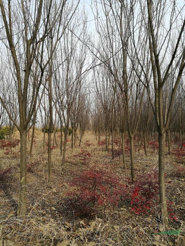 地徑6-8公分紅葉李西府海棠，200-400cm叢生紫薇大量銷售