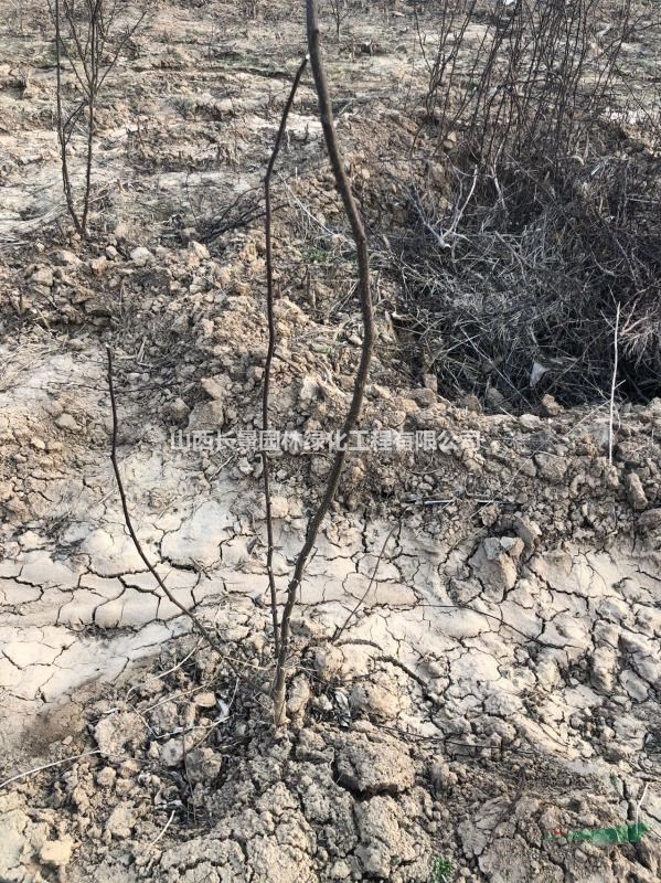 無刺花椒苗哪里便宜？無刺花椒苗基地價格多少錢