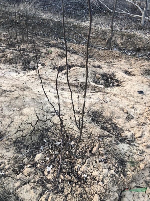 無刺花椒苗哪里便宜？無刺花椒苗基地價格多少錢