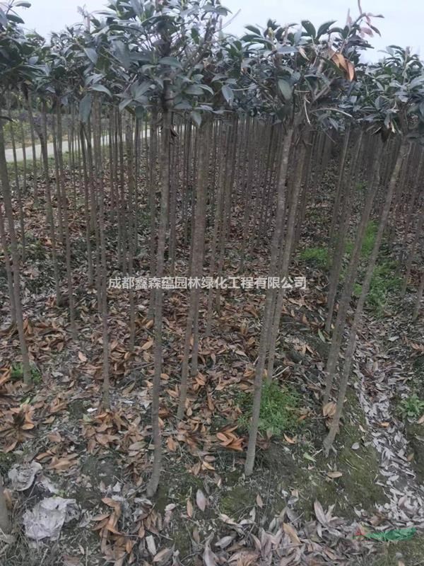 桂花條子基地 桂花工程苗基地 批發(fā)桂花價格