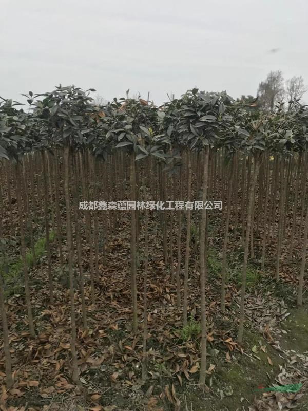 桂花條子基地 桂花工程苗基地 批發(fā)桂花價格