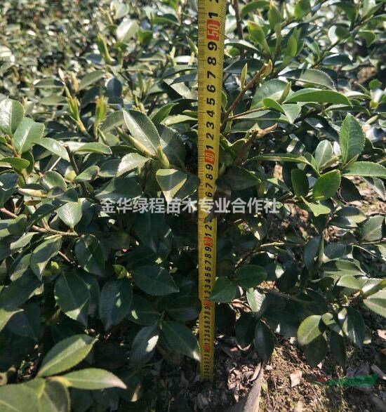 浙江茶梅大桶苗價格多少錢一棵 金華茶梅大桶苗報價格基地