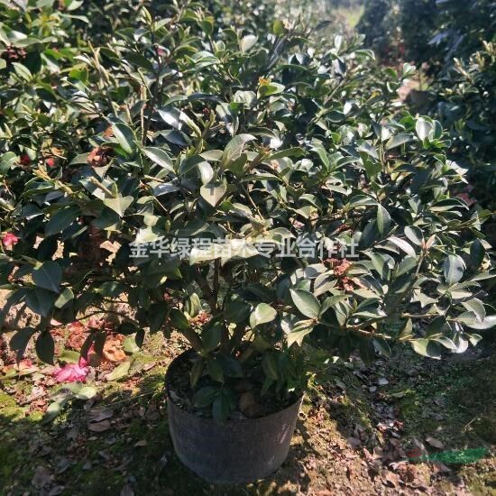 浙江茶梅大桶苗價格多少錢一棵 金華茶梅大桶苗報價格基地