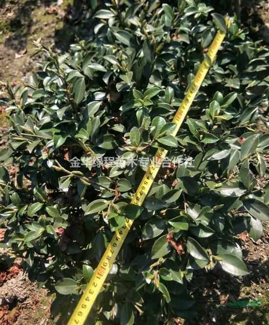 浙江茶梅大桶苗價格多少錢一棵 金華茶梅大桶苗報價格基地