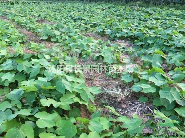 青桐種子批發(fā)多少錢一斤？