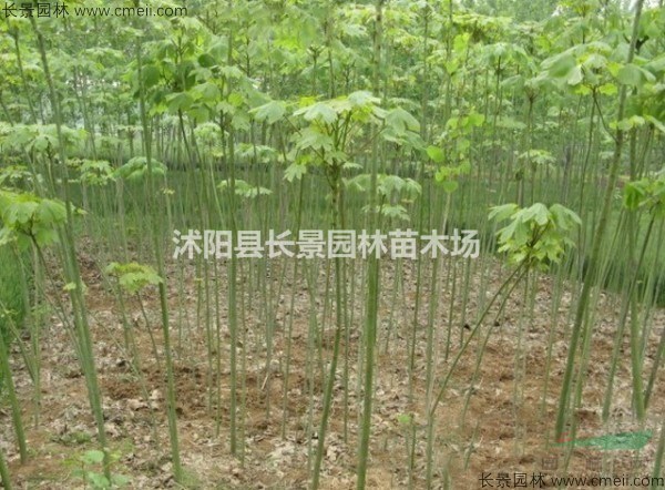 青桐種子批發(fā)多少錢一斤？